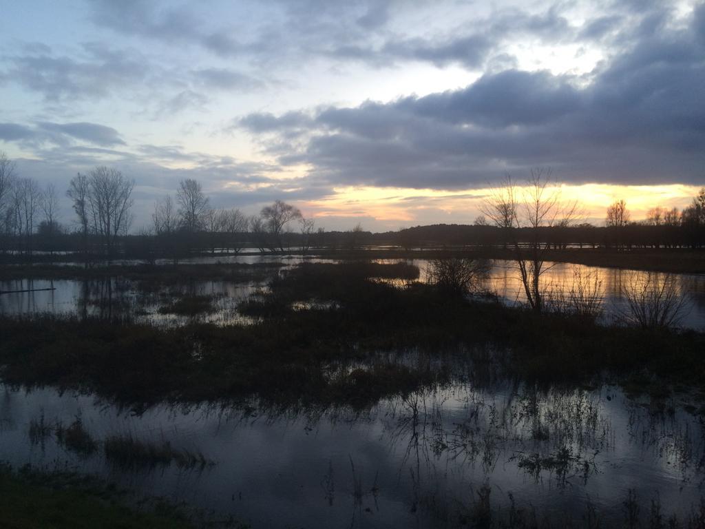 Chamedafne W Puszczy Kampinoskiej Brochów Esterno foto