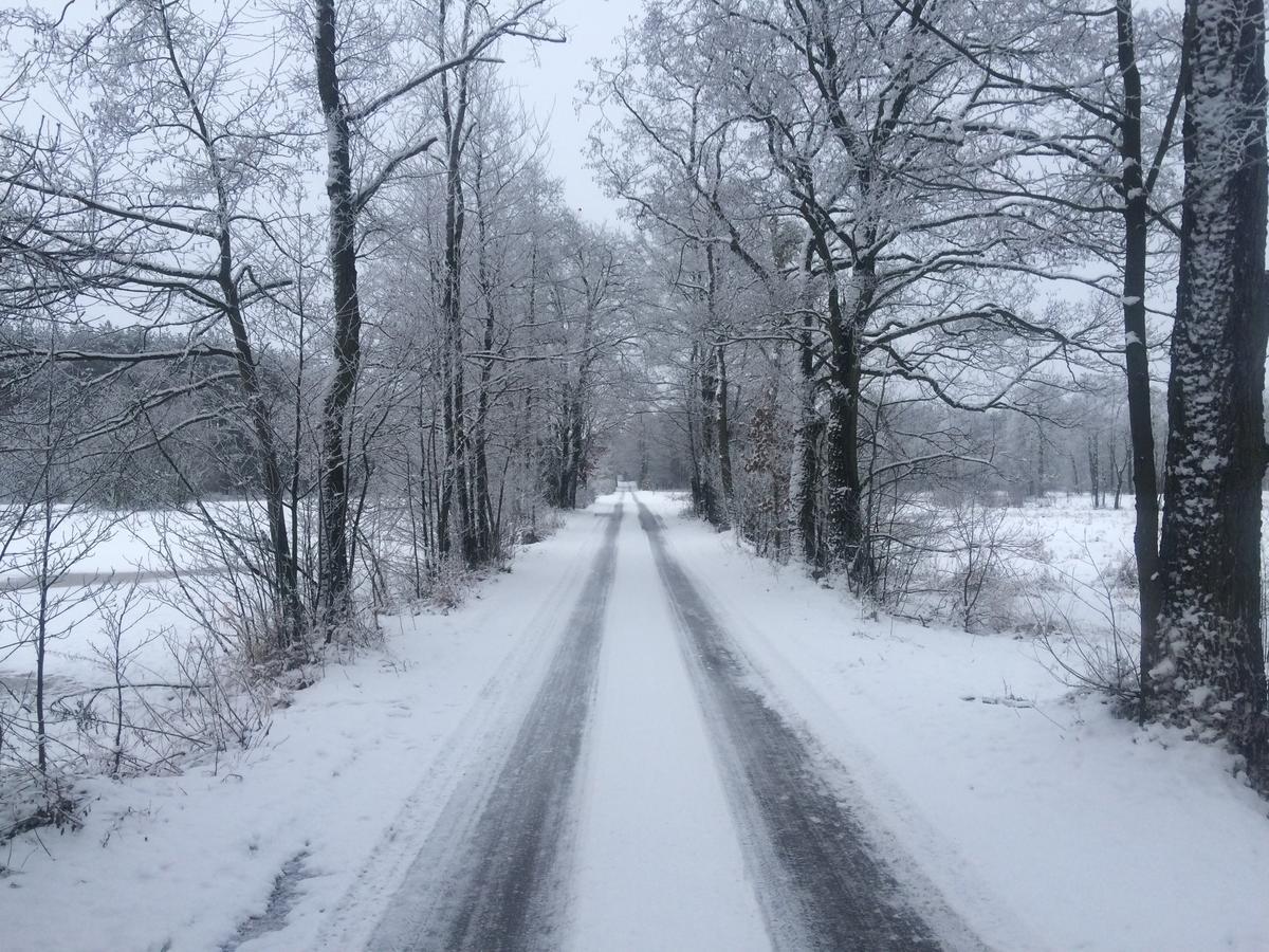 Chamedafne W Puszczy Kampinoskiej Brochów Esterno foto