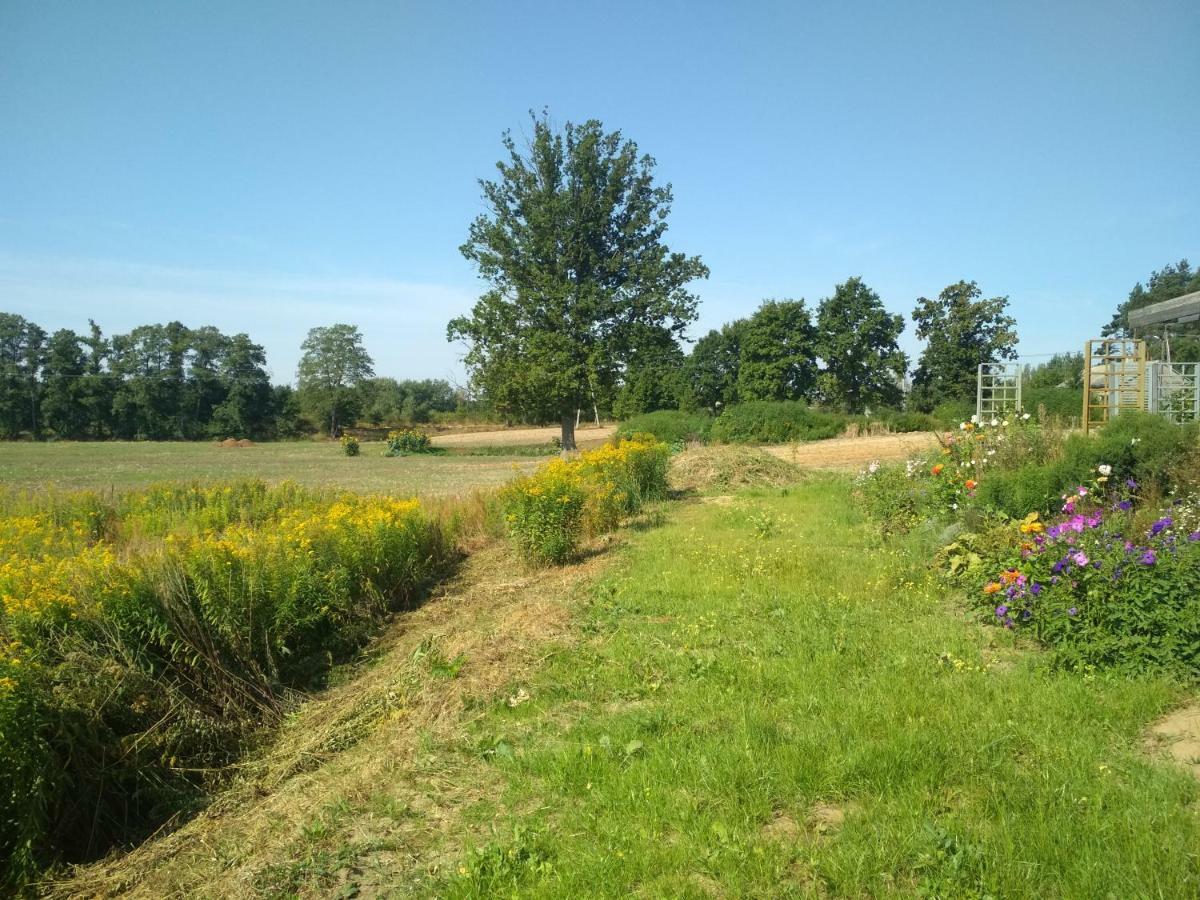 Chamedafne W Puszczy Kampinoskiej Brochów Esterno foto